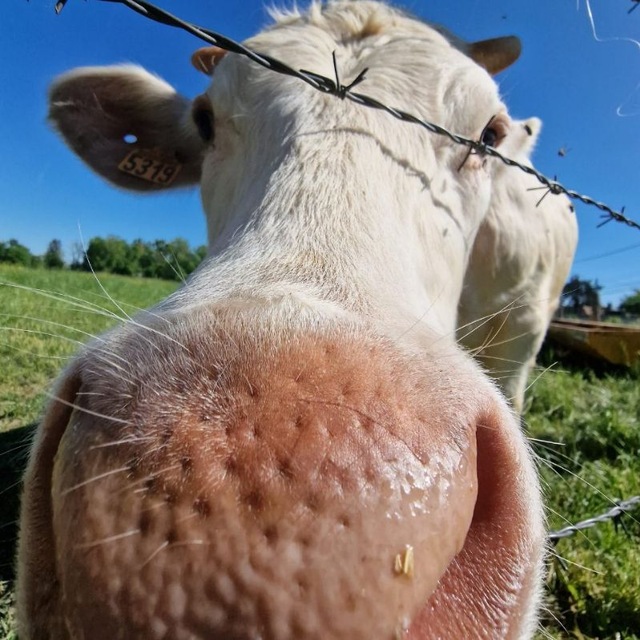  Commentarité Mizartienne