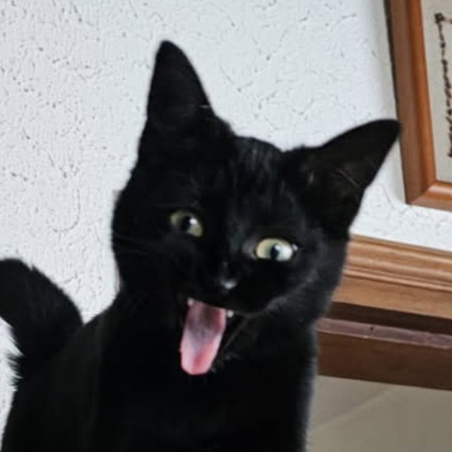  Commentarité Mizartienne