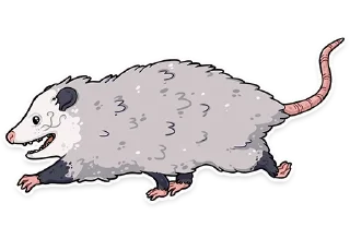 Sticker 🏃‍♂️ awesomepossum (@kotypic)