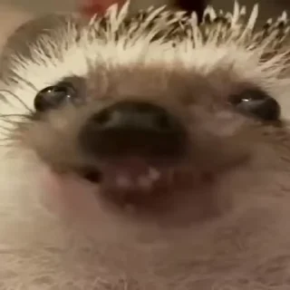 Video sticker 🦔 ЩЫШЬ