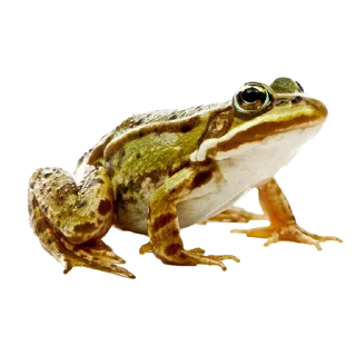 Sticker 🐸 frogs @lefrogge