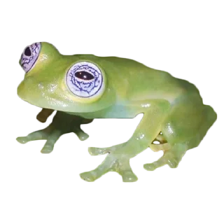 Video sticker 🐸 frogs @lefrogge