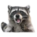 Video sticker 😱 Racoonpack