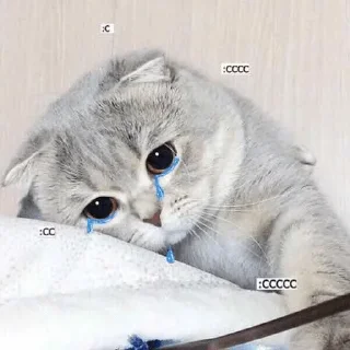 Video sticker 😿 сэммич с преколом — @stckrRobot