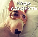 Sticker 😴 КОКОИ ТИ ПЕС