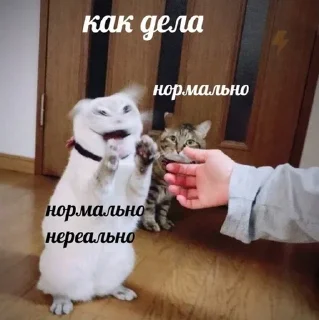 Video sticker ⁉️ Коты на каждый день 😼