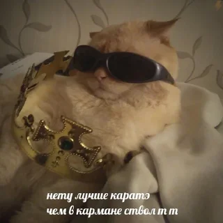 Sticker 😎 Коты на каждый день 😼