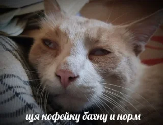 Sticker ☕️ Коты на каждый день 😼