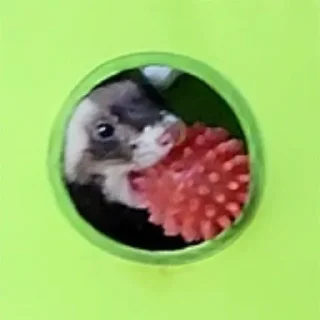 Video sticker 🥑 Low Res Ferrets