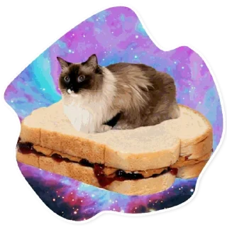 Video sticker 🍞 Space Cats