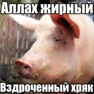 Sticker 🐷 @BoilerMemes АЛЛАХ ПИДОР :: @fStikBot