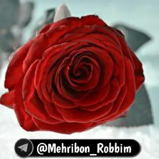 Sticker 🌹 Mehribon_robbim