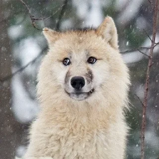 Sticker 🐺 White Woofers