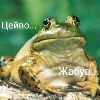 Video sticker 🐸 Квакушки