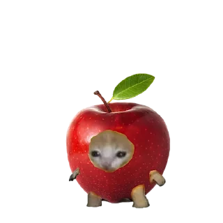 Video sticker 🍎 котики овощи коты фрукты