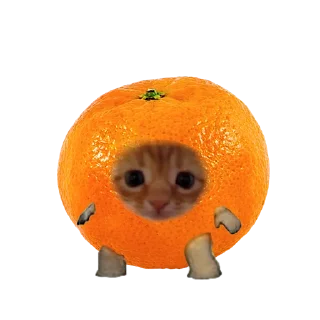 Video sticker 🍊 котики овощи коты фрукты
