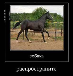 Sticker 🐴 Я ебу собак