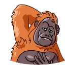 Video sticker 😘 Orangoutang