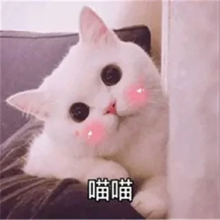 Video sticker 🐱 喵娘专用表情包 @yizhimiaonian