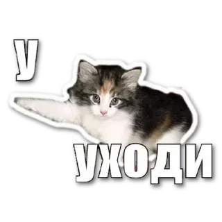 Sticker 🐱 Изиныкы, тиспе by @fStikBot