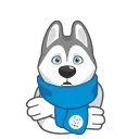 Video sticker 🥶 Ulayka the Husky @TgSticker