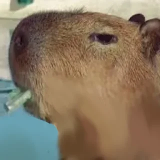 Sticker 🚬 Capybara Are My Life