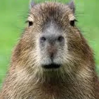 Video sticker 😐 Capybara Are My Life