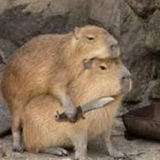 Sticker 🔪 Capybara Are My Life
