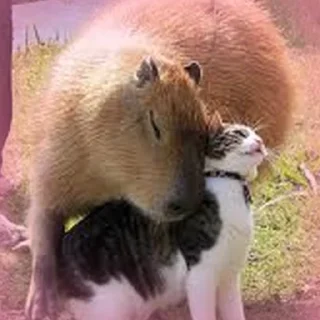 Video sticker 🤗 Capybara Are My Life
