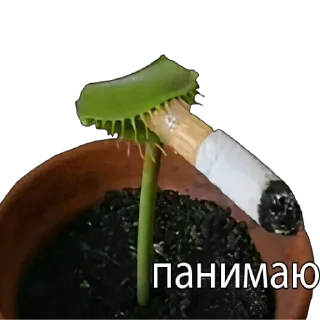 Sticker 🚬 Ржакич без смс и регистрации