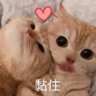 Video sticker 😻 绿酱の猫  @lvjiangQwQ