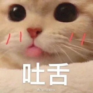 Video sticker 😛 绿酱の猫  @lvjiangQwQ