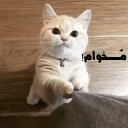 Video sticker ☹️ فسقلیا