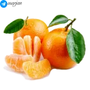 Sticker 🍊 🍉 پک استیکر میوه ها 1- مرجان 🍌