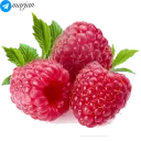 Sticker 🍓 🍉 پک استیکر میوه ها 1- مرجان 🍌