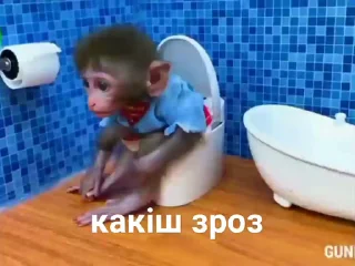 Video sticker 🐒 зроз :: @fStikBot