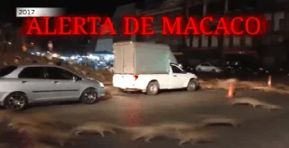 Video sticker 📢 ALERTA DE MACACO