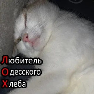 Video sticker 🥴 это не мем, это наша жизнь