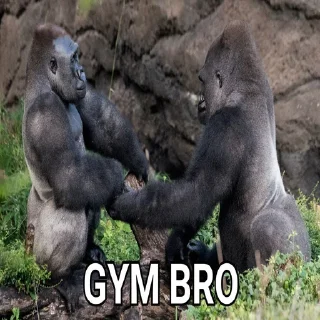 Video sticker 🤗 Gorilla Gym