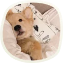 Sticker 😳 🐶 51 very cute doggies @lennysticker
