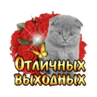 Sticker 😨 _цкх — @stckrRobot