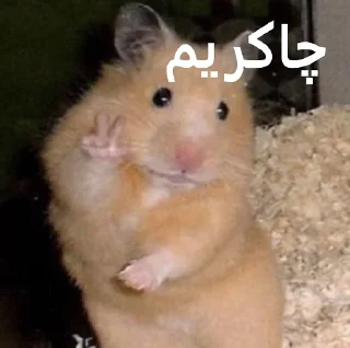 Sticker 😐 ممد کوچولو ها🐹