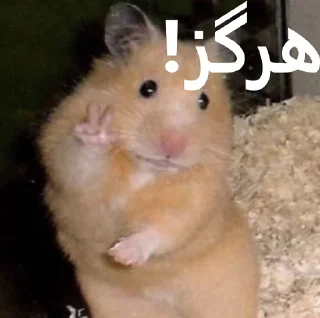 Sticker 😐 ممد کوچولو ها🐹