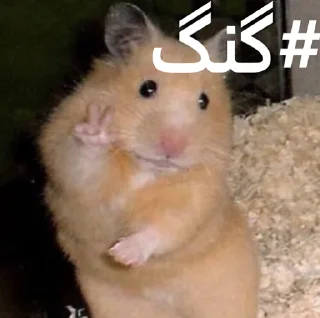 Sticker 👌 ممد کوچولو ها🐹