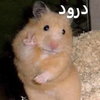 Sticker 😀 ممد کوچولو ها🐹