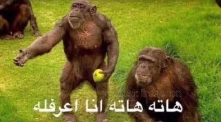 Sticker 🐒 ملكه الرياكشن