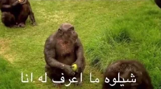 Sticker 🐒 ملكه الرياكشن