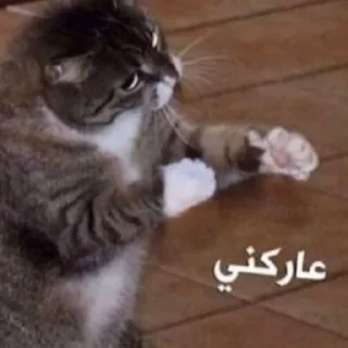 Sticker 🤜 ملكه الرياكشن