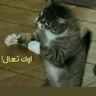 Sticker 🤛 ملكه الرياكشن