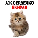 Sticker 🙈 🐱 Кошачий Слэнг @TuristasTV